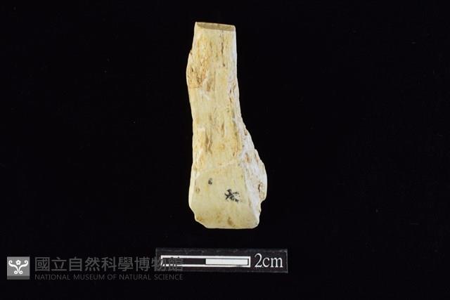 錛鑿形器藏品圖，第1張