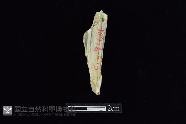 錛鑿形器藏品圖，第2張