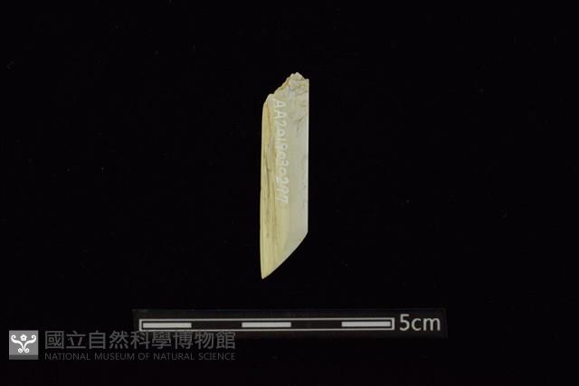 錛鑿形器藏品圖，第1張