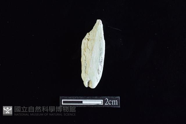 錛鑿形器藏品圖，第2張