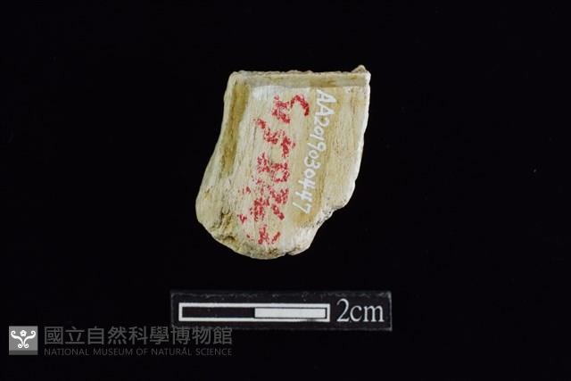 錛鑿形器藏品圖，第2張