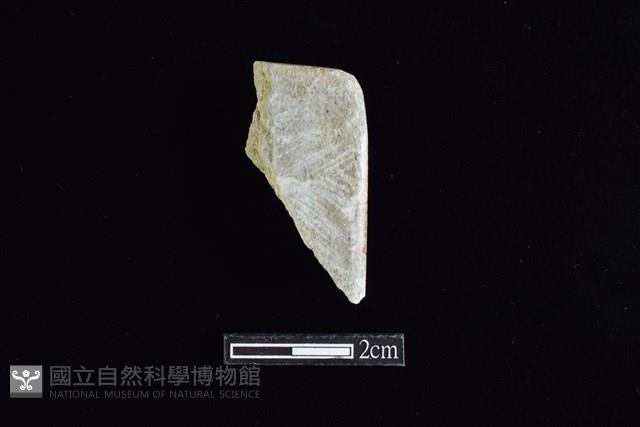 錛鑿形器藏品圖，第2張