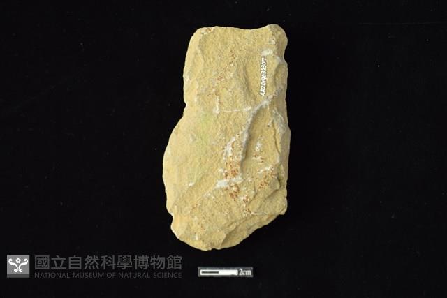 斧鋤形器藏品圖，第2張