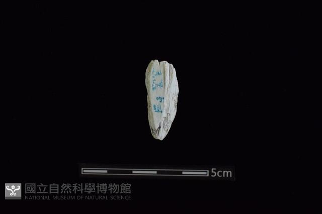 玉料藏品圖，第2張