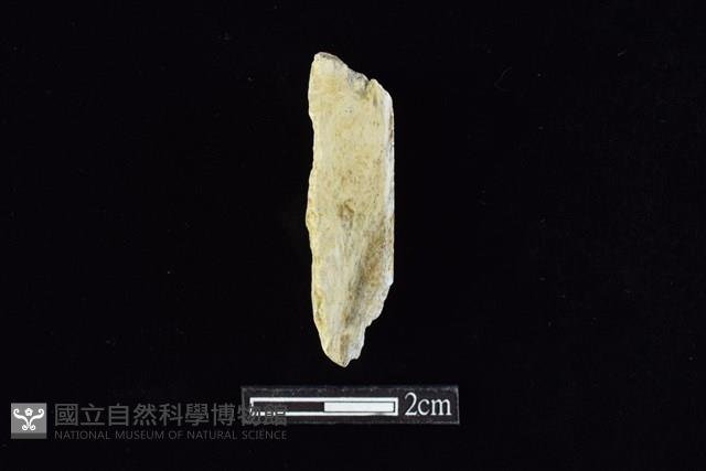 錛鑿形器藏品圖，第2張