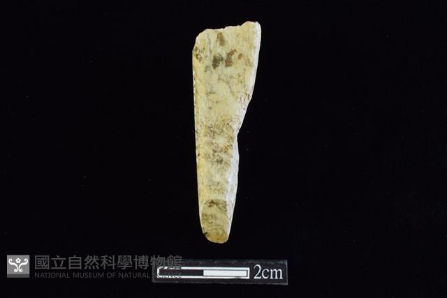 錛鑿形器藏品圖，第1張