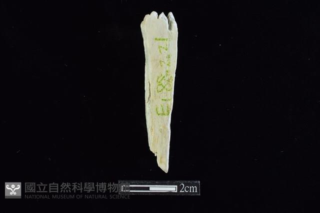 錛鑿形器藏品圖，第2張