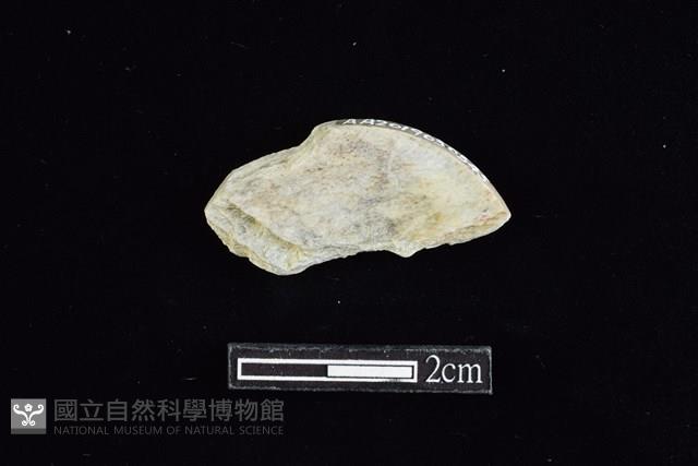 玉料藏品圖，第2張