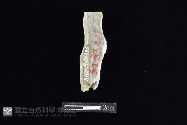 錛鑿形器藏品圖，第2張