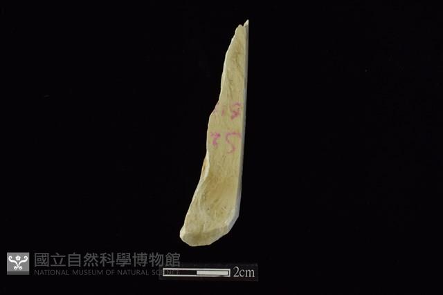 錛鑿形器藏品圖，第1張