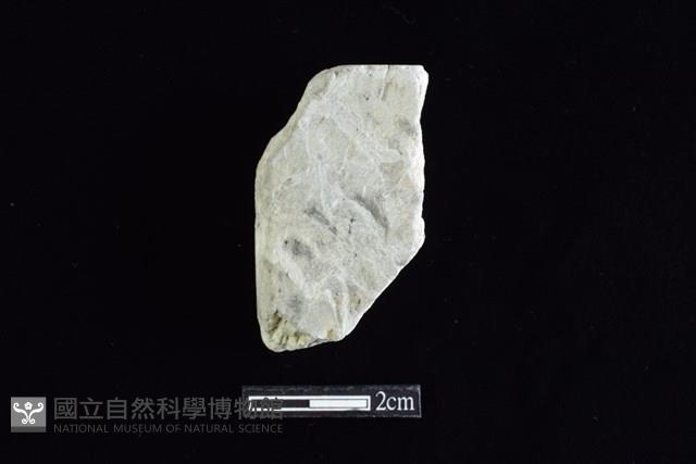 錛鑿形器藏品圖，第1張
