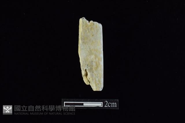 錛鑿形器藏品圖，第1張