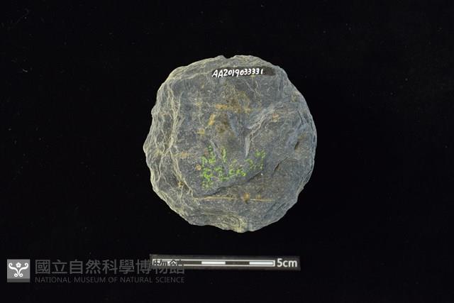 石圓片藏品圖，第2張