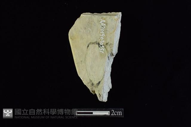 錛鑿形器藏品圖，第1張