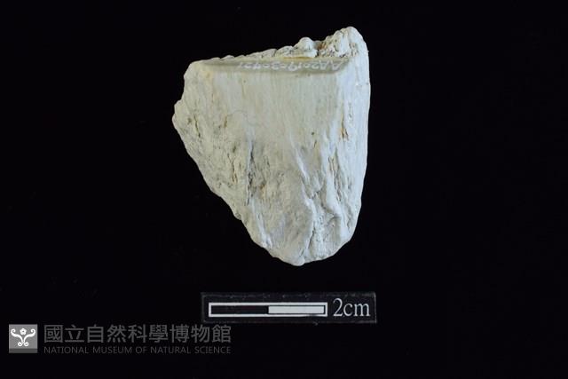 錛鑿形器藏品圖，第1張