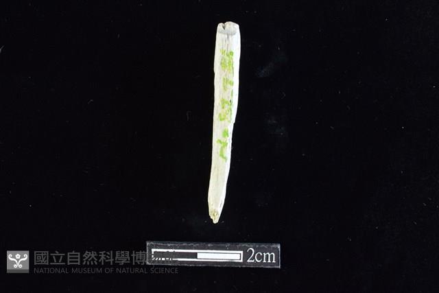 錛鑿形器藏品圖，第1張