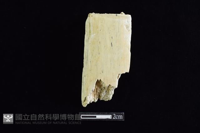 錛鑿形器藏品圖，第1張