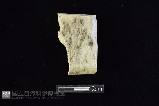 錛鑿形器藏品圖，第1張