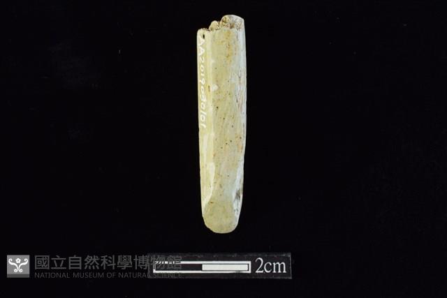 錛鑿形器藏品圖，第1張