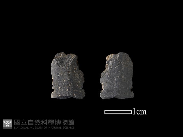 矛鏃形器藏品圖，第1張