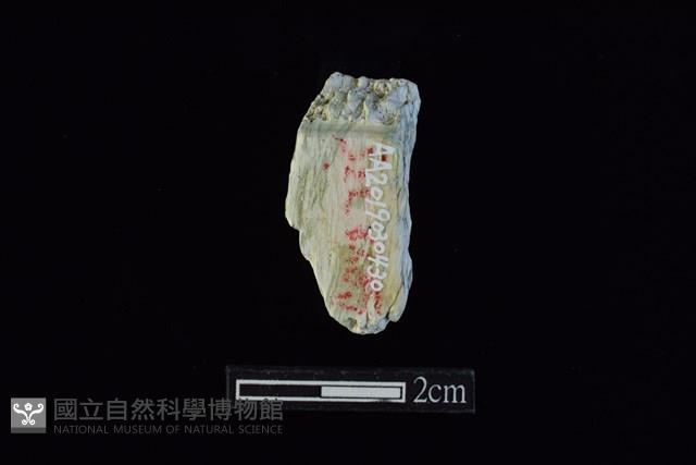 錛鑿形器藏品圖，第1張