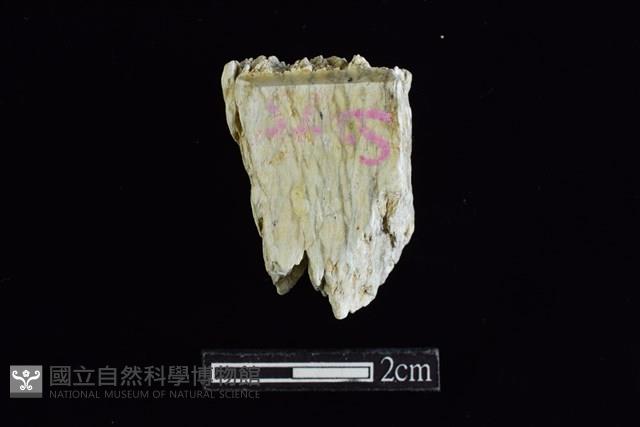 錛鑿形器藏品圖，第1張