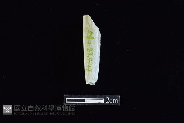 錛鑿形器藏品圖，第1張