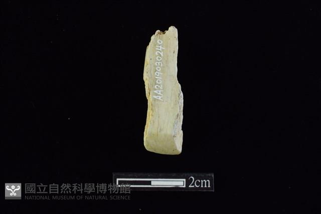 錛鑿形器藏品圖，第1張