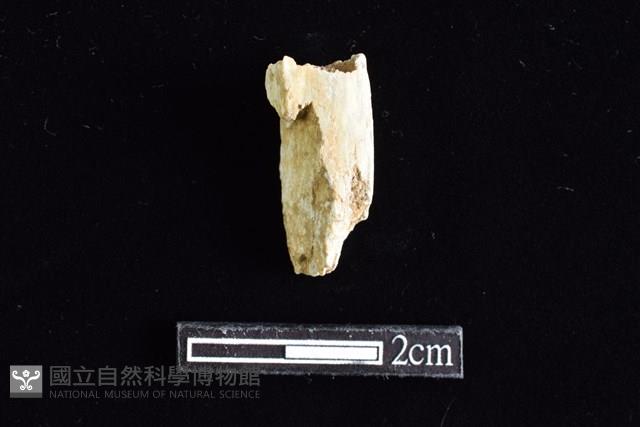 錛鑿形器藏品圖，第1張