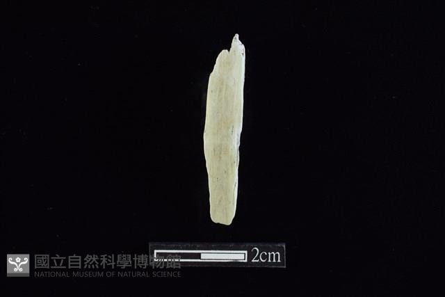 錛鑿形器藏品圖，第1張