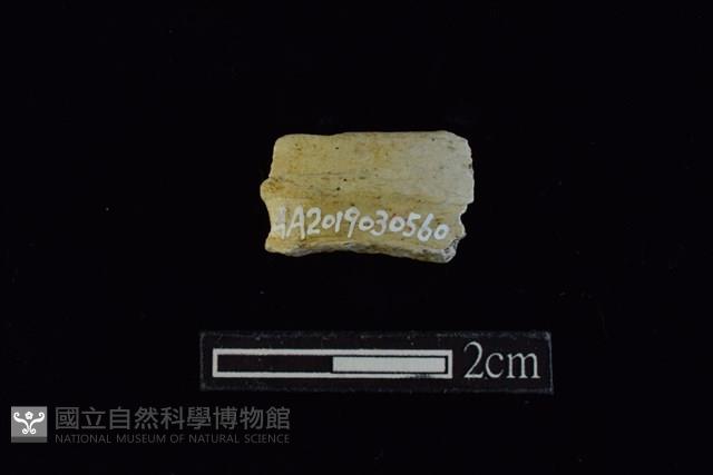 玉環藏品圖，第1張