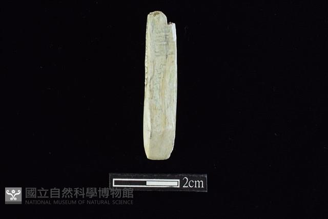錛鑿形器藏品圖，第1張