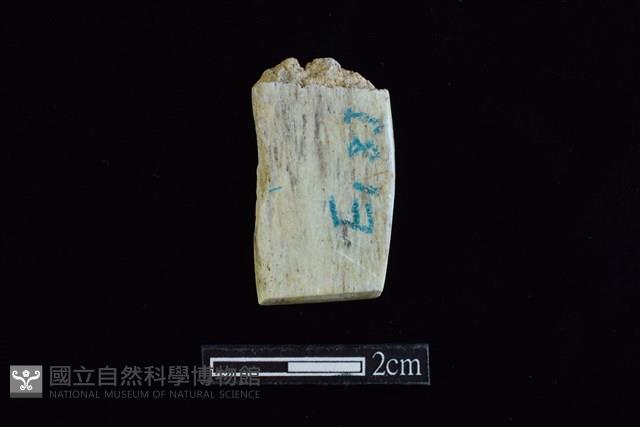 錛鑿形器藏品圖，第1張