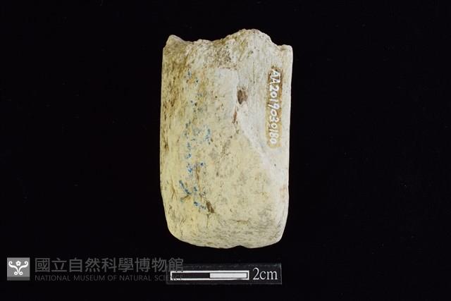 錛鑿形器藏品圖，第1張