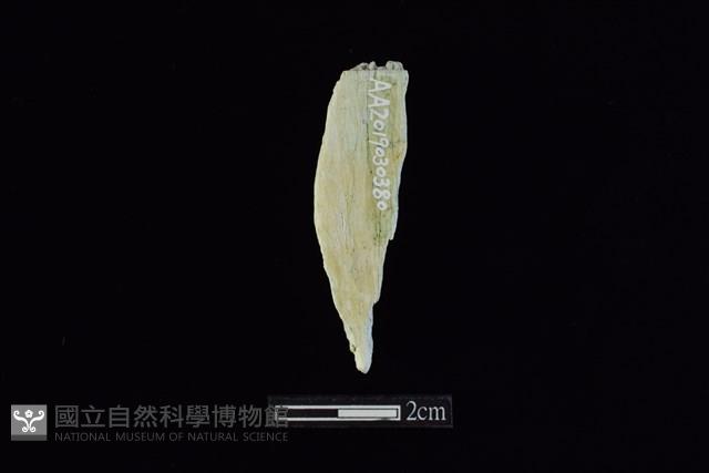 錛鑿形器藏品圖，第1張