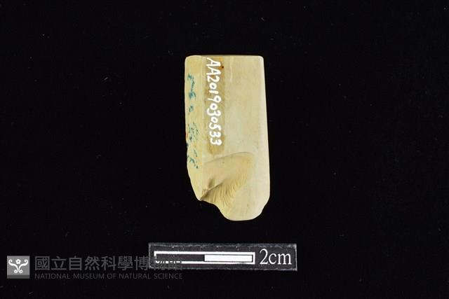 錛鑿形器藏品圖，第2張