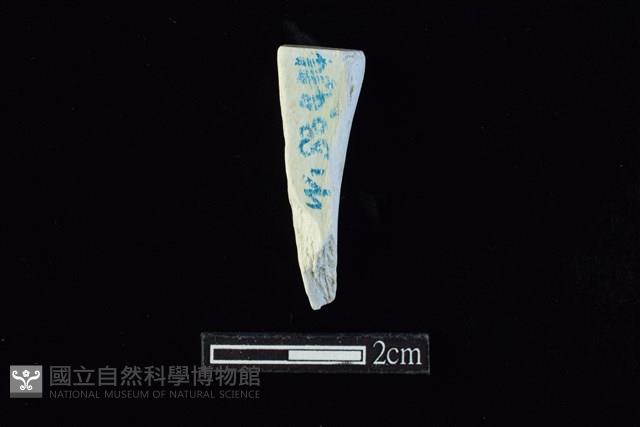 錛鑿形器藏品圖，第2張