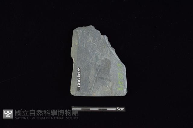 戈形器藏品圖，第2張