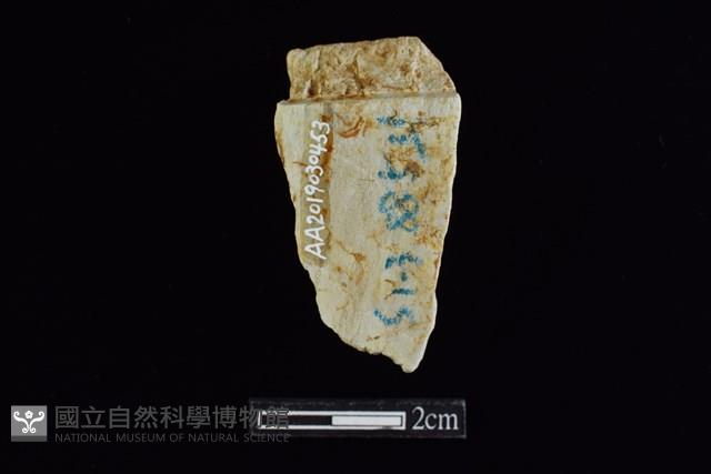 錛鑿形器藏品圖，第2張