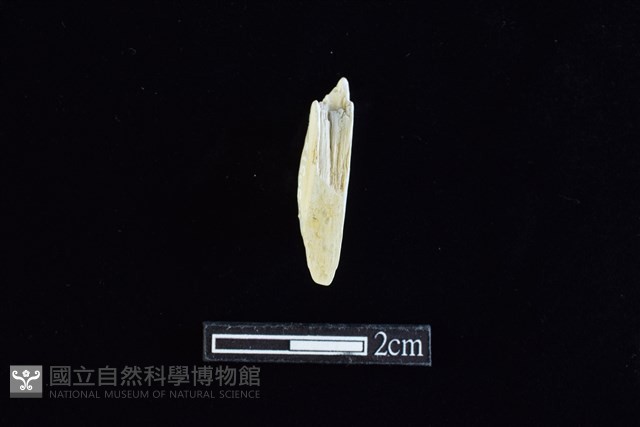 錛鑿形器藏品圖，第2張