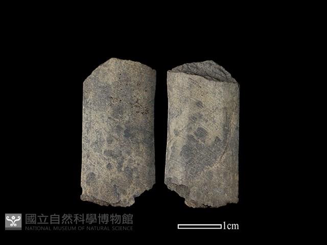 矛鏃形器藏品圖，第1張