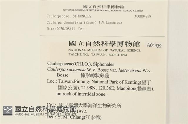 登錄號:A00004939藏品圖，第2張