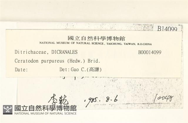 角齒蘚藏品圖，第2張