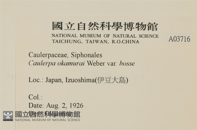 寬珊藻藏品圖，第2張