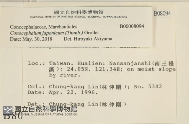 日本蛇苔藏品圖，第2張