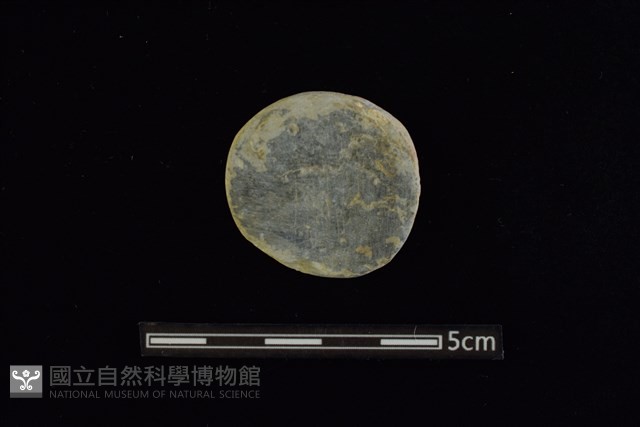 石圓片藏品圖，第1張