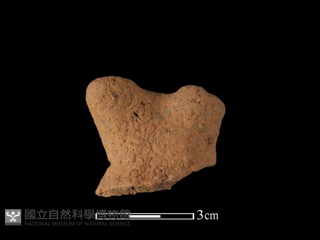 陶蓋鈕藏品圖，第1張