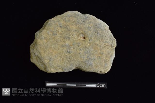 石圓片藏品圖，第1張