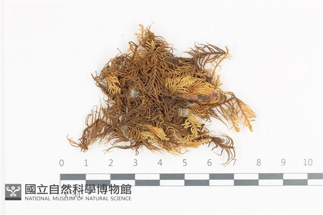 山羽蘚藏品圖，第1張