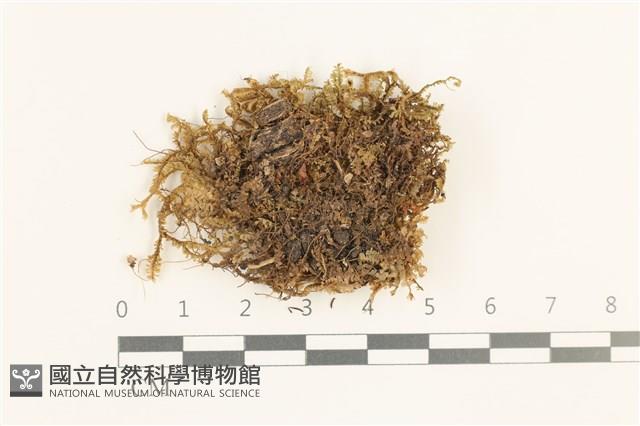 登錄號:B00019632藏品圖，第1張